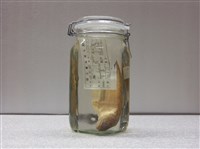 藏品(小尾油鰻)的圖片